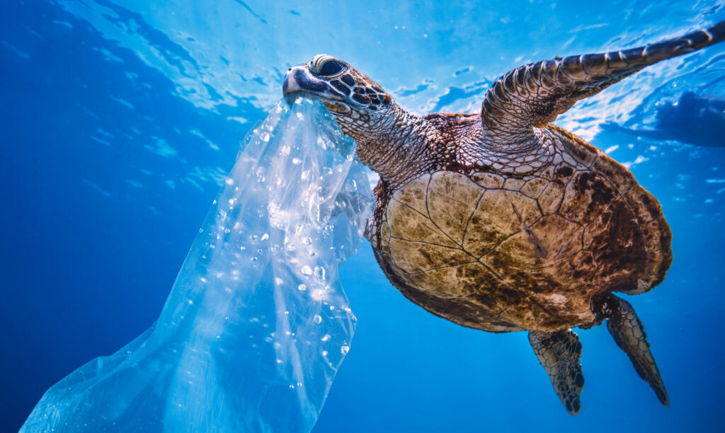 turtle consuming plastic 