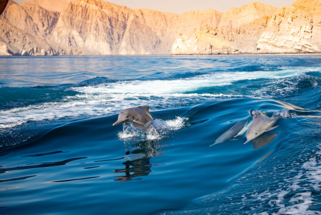 dolphins jumping in the waters off Oman 