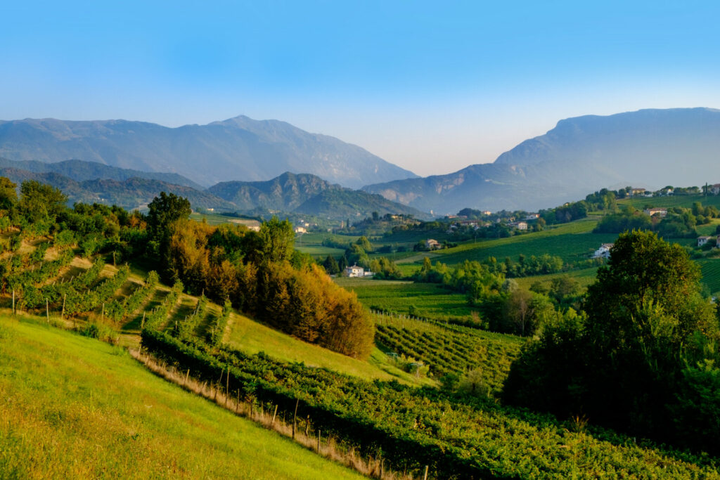 Grapes growing in vineyards near Conegliano, Italy. The grapes are used for making Prosecco sparkling wine