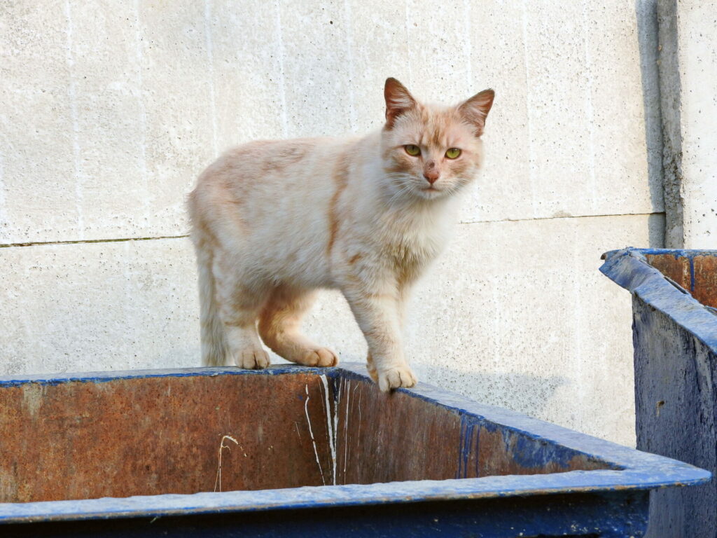 stray cat on a dustbin