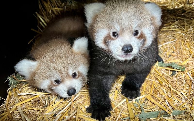 two red panda cubs inside their pen 