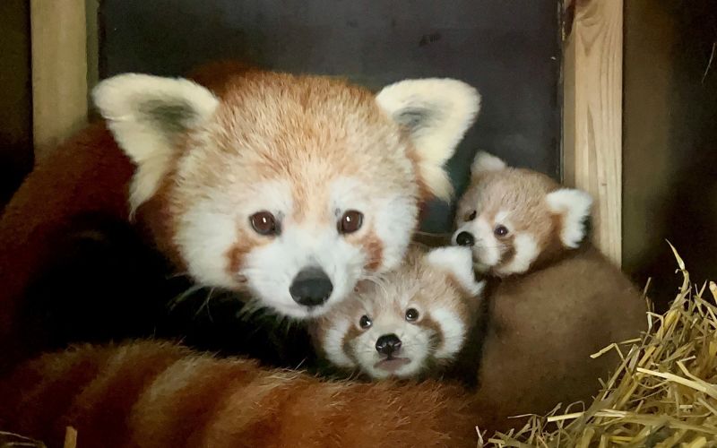 red panda mummy and cubs 