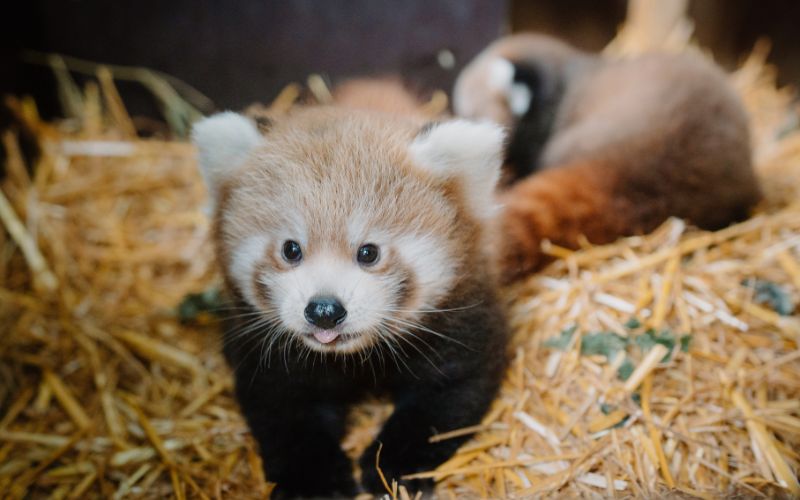 red pandas inside their den 