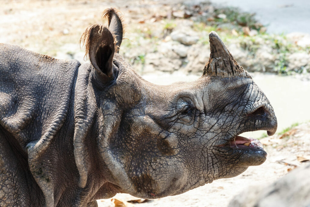 prehistoric looking greater one-horned rhino