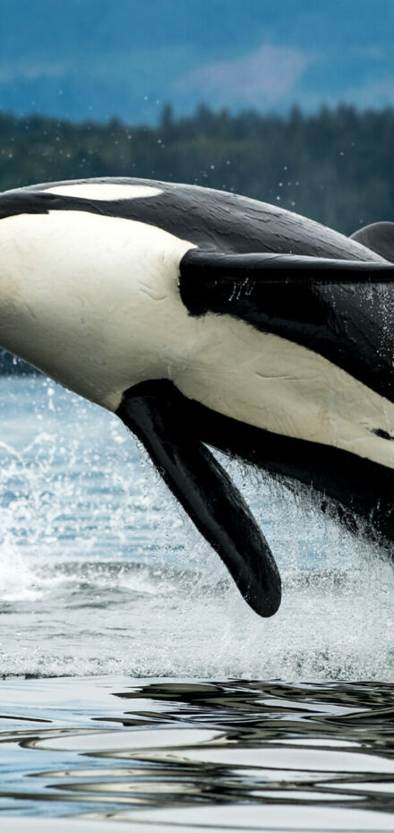 killer whale