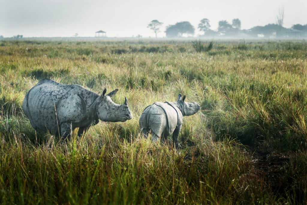 greater one-horned rhino with calf on plains