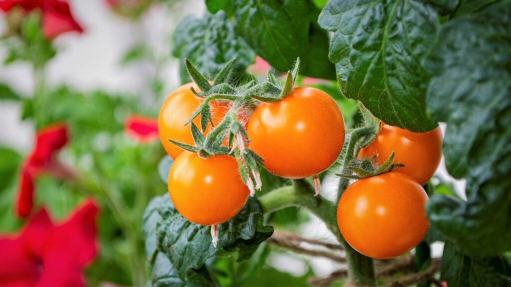 orange tomatoes are better if you want to climate-proof your life 