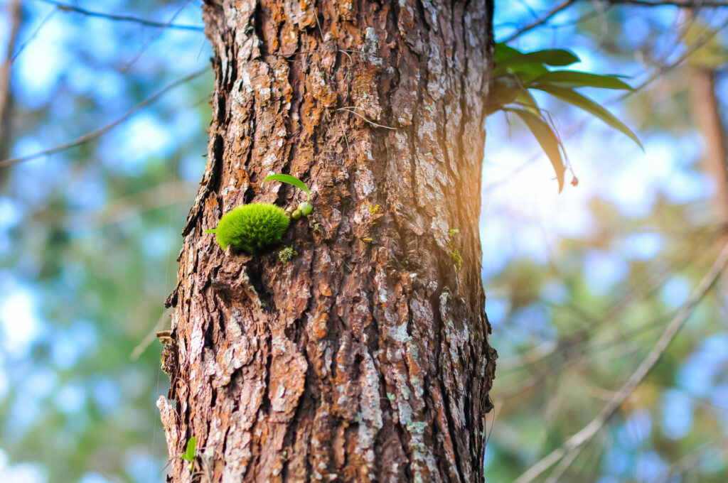 Evergreen Pycnogenol coniferous tree. Maritime Pine 