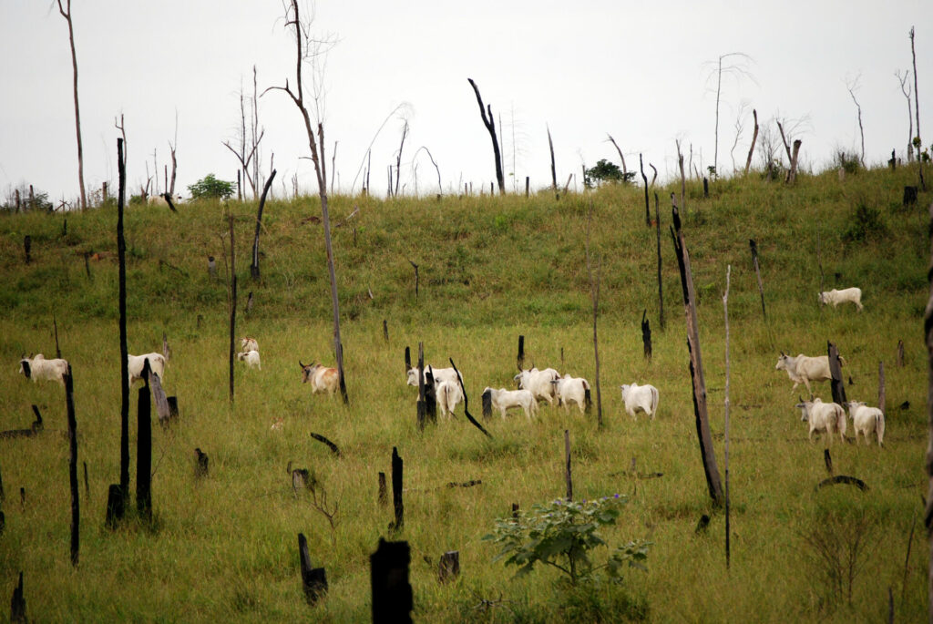 Recently cut and burned rainforest turned into a cattle ranch in the Brazilian Amazon, where cattle ranching is the biggest cause of deforestation.