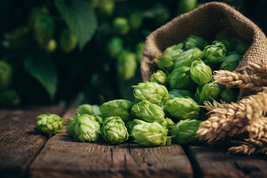 Beer brewing ingredients, hops, and wheat ears on a wooden cracked old table in front of hops plantation.