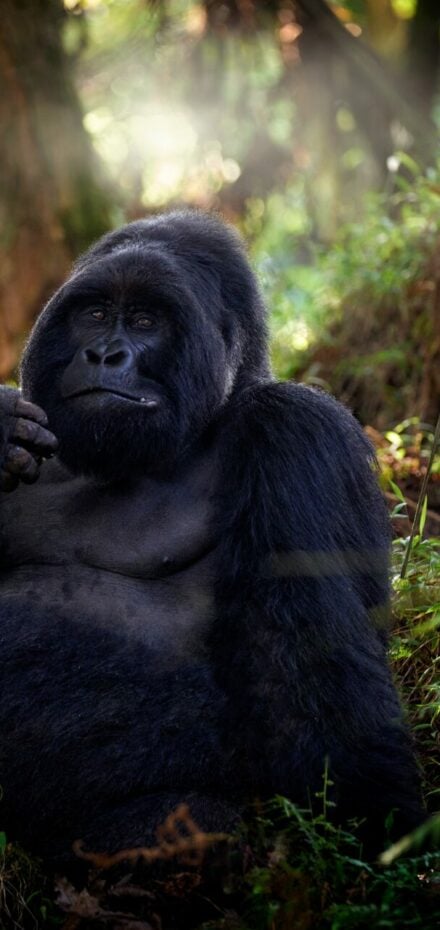 Mountain gorilla, Mgahinga National Park in Uganda. Close-up photo of wild big black silverback