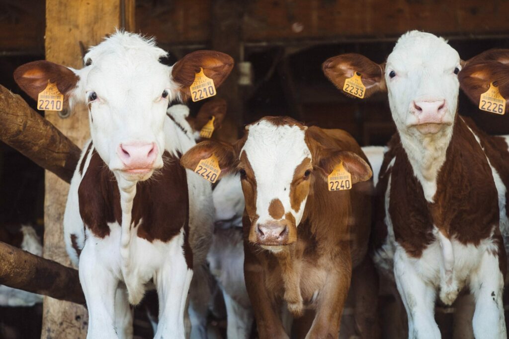 cows with farm tags in their ears 