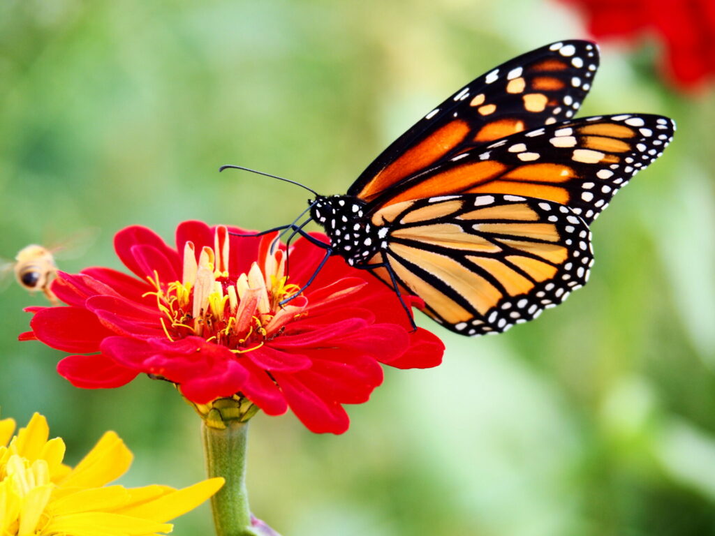 butterflies are bugs that pollinate just like bees