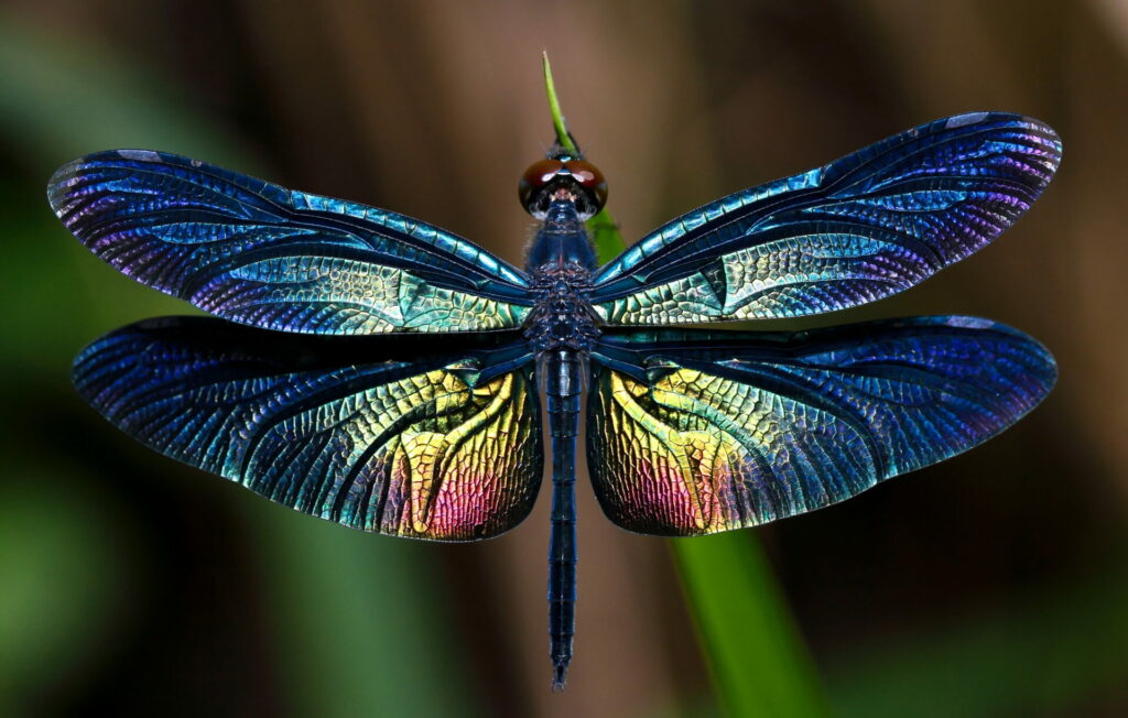 a dragonfly showing its beautiful wings 