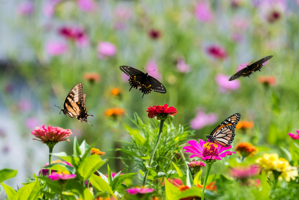 wild garden where butterflies can pollinate and bugs can do their essential work