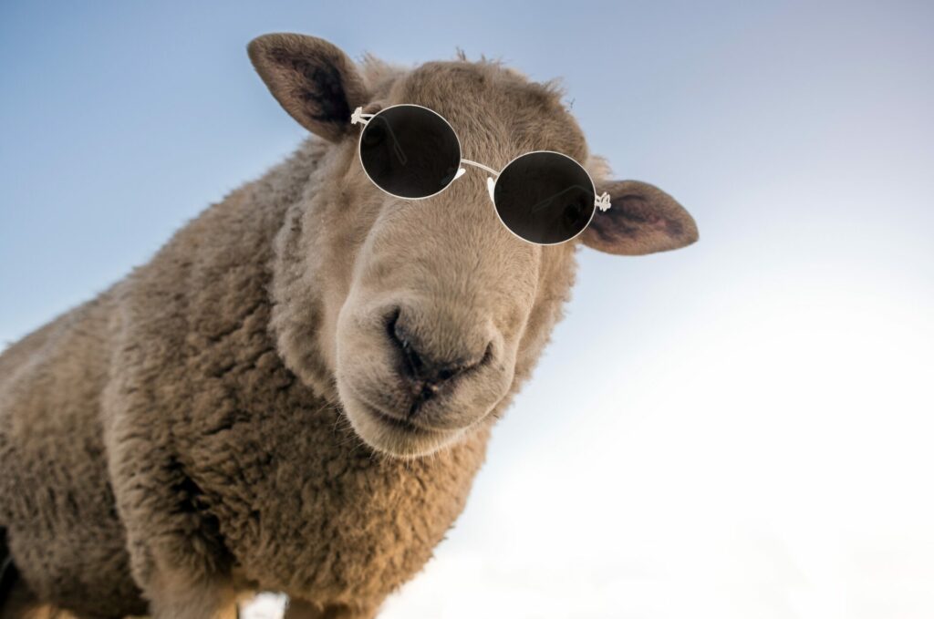 sheep wearing sunglasses: to show how herd mentality is cool 