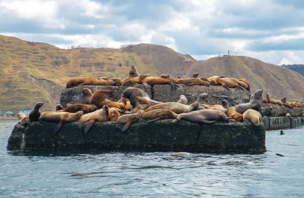 a group of fur seals bask in the sun on a large rock with hills in the background 