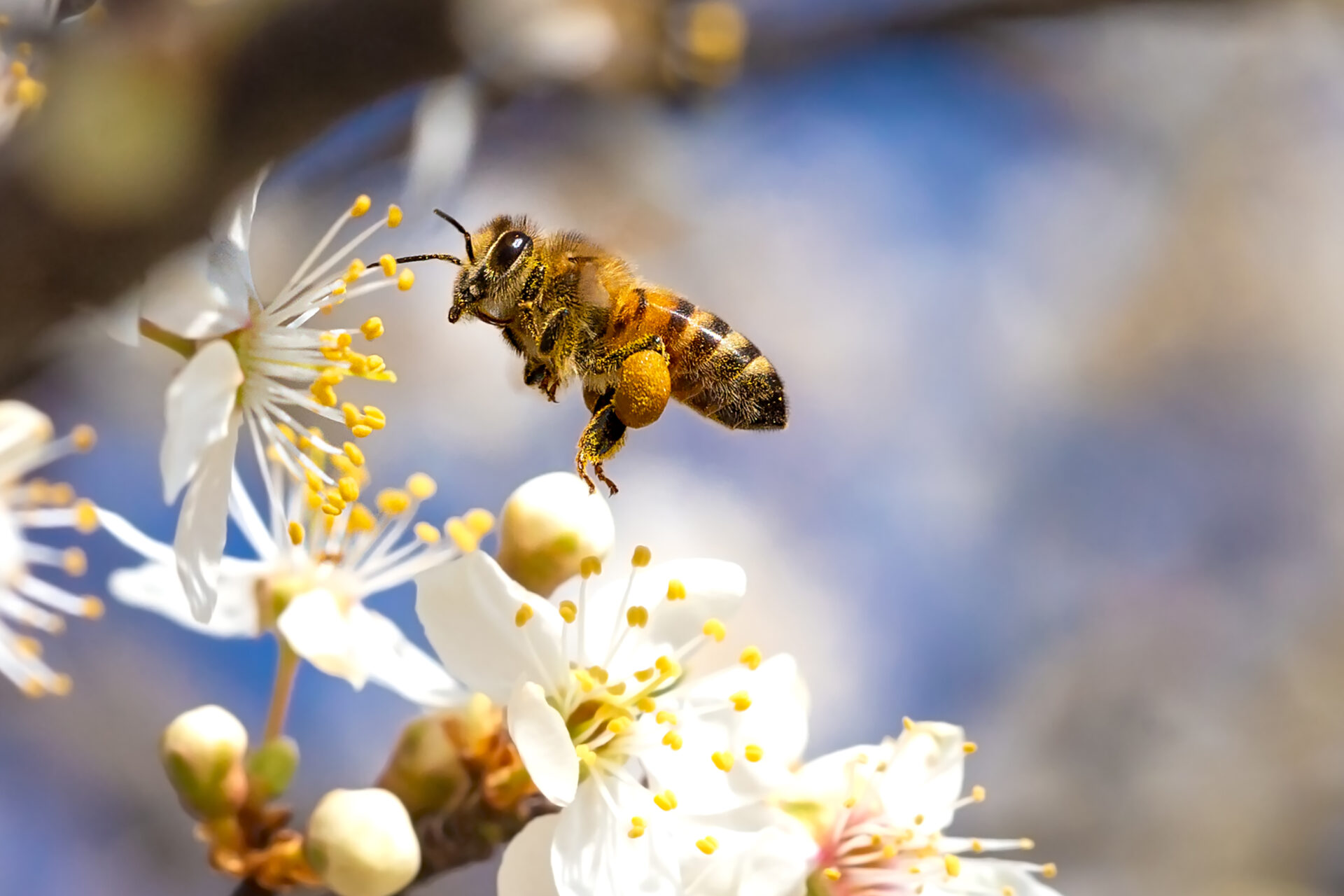 Edible Extinction: 8 Foods Most At Risk From Climate Change Biology Diagrams