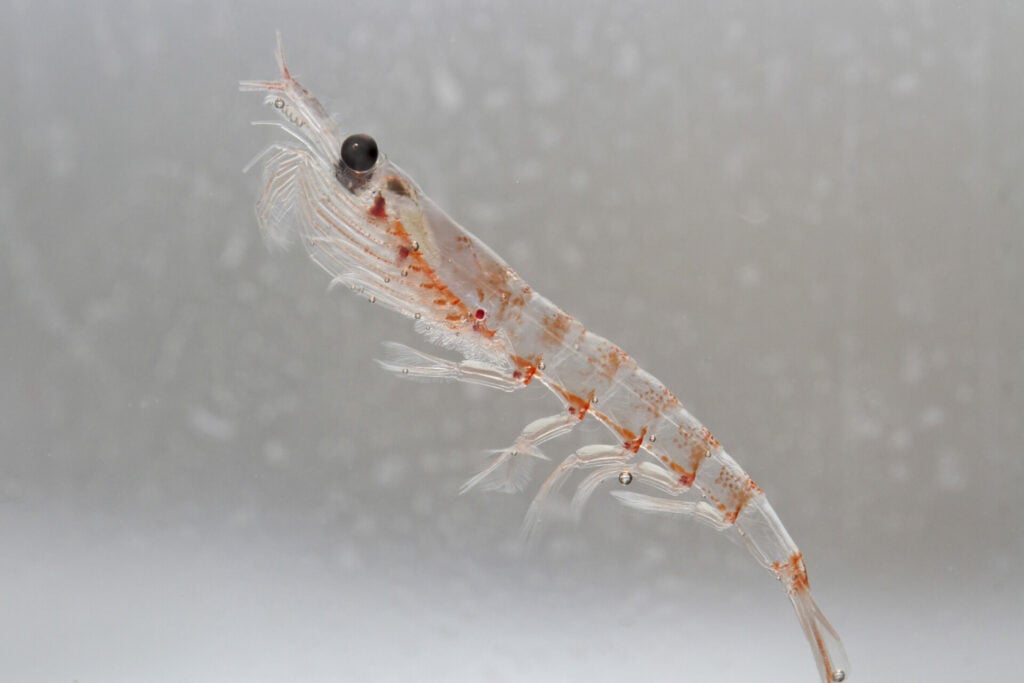 close up of krill 