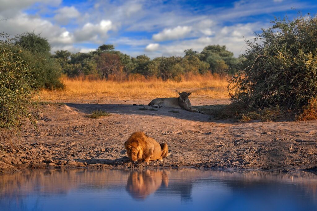 lion at watering hole