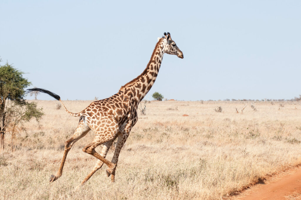 giraffe running away as illustration of fear of human voice