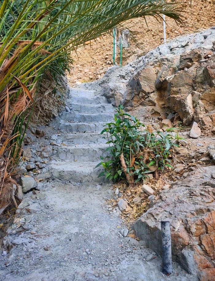 tree hanging over hiking trail steps 