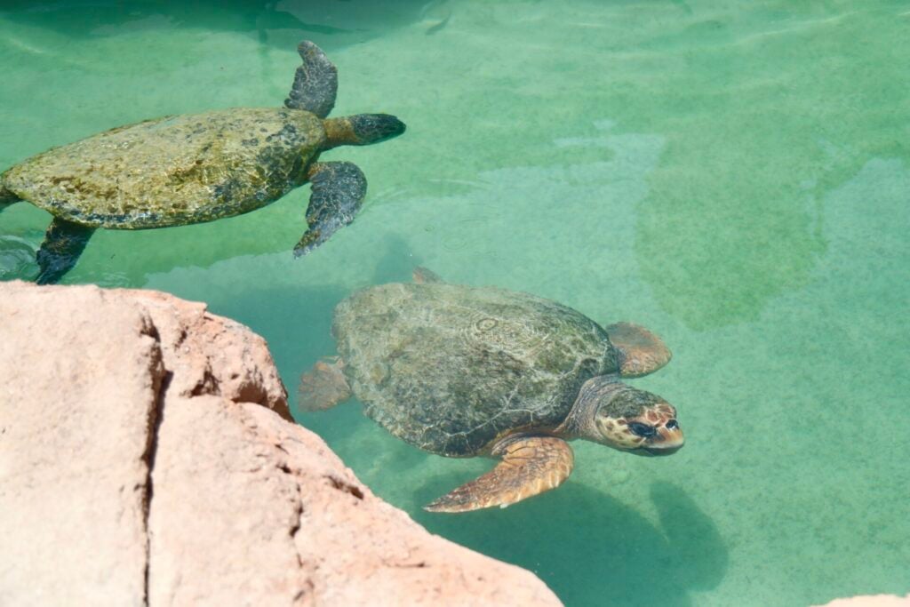 two turtles in a rehab lagoon 