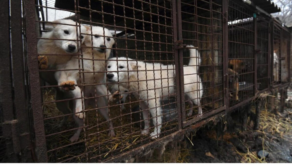 dogs destined for the dog meat trade in South Korea