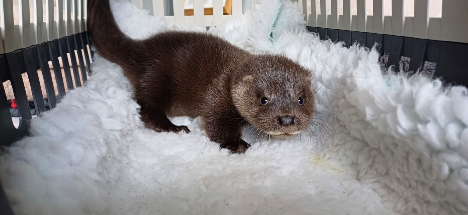 Eco Superheroes: How Otters Help Save The Planet