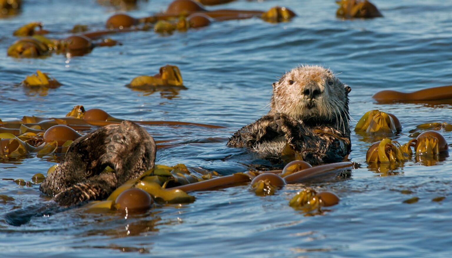 Eco Superheroes: How Otters Help Save The Planet