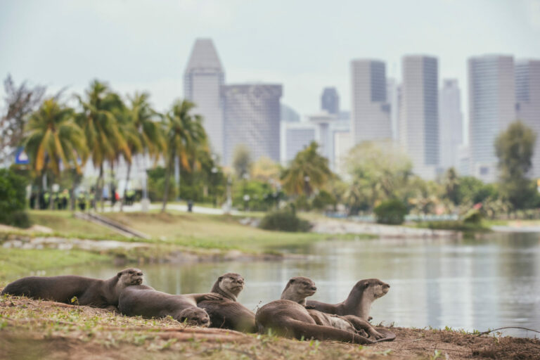 Eco Superheroes: How Otters Help Save The Planet