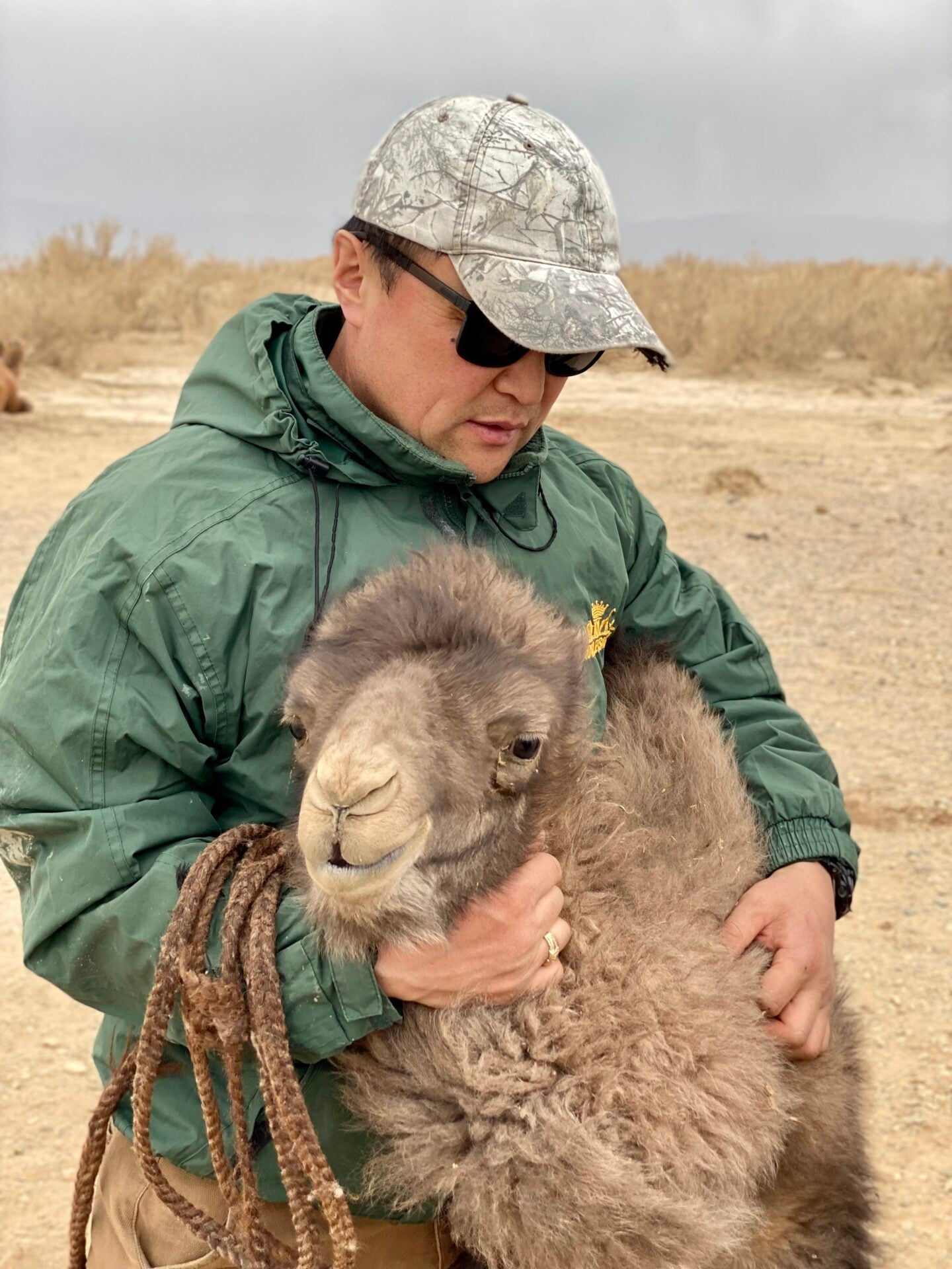 Going Extinct: Why Climate Change Is Giving Camels The Hump