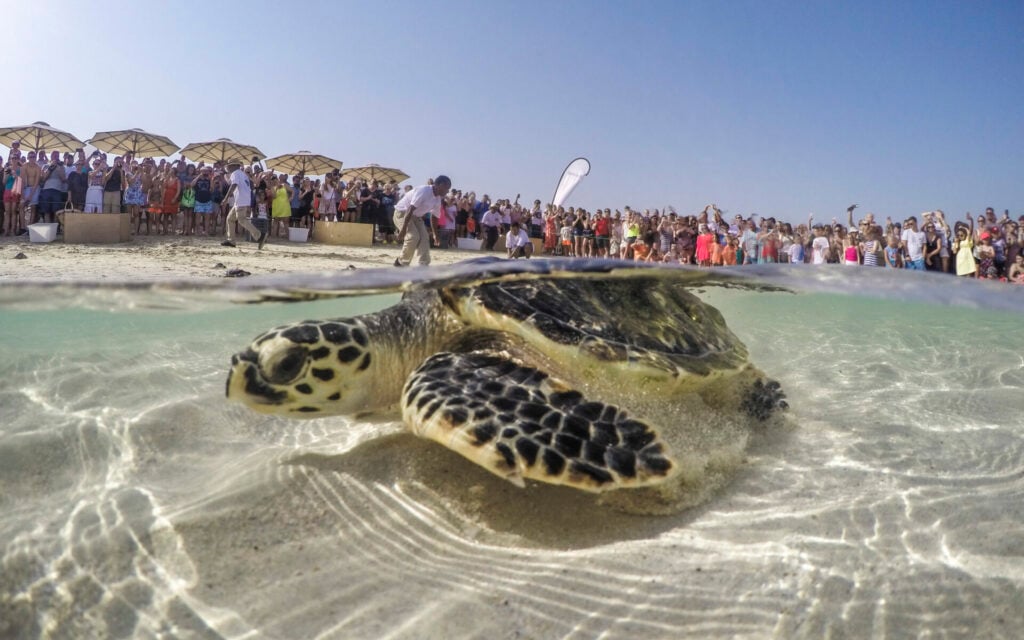 Turtle release event with large crowd