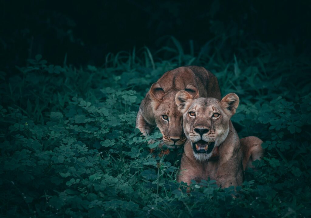 two lions in the grass