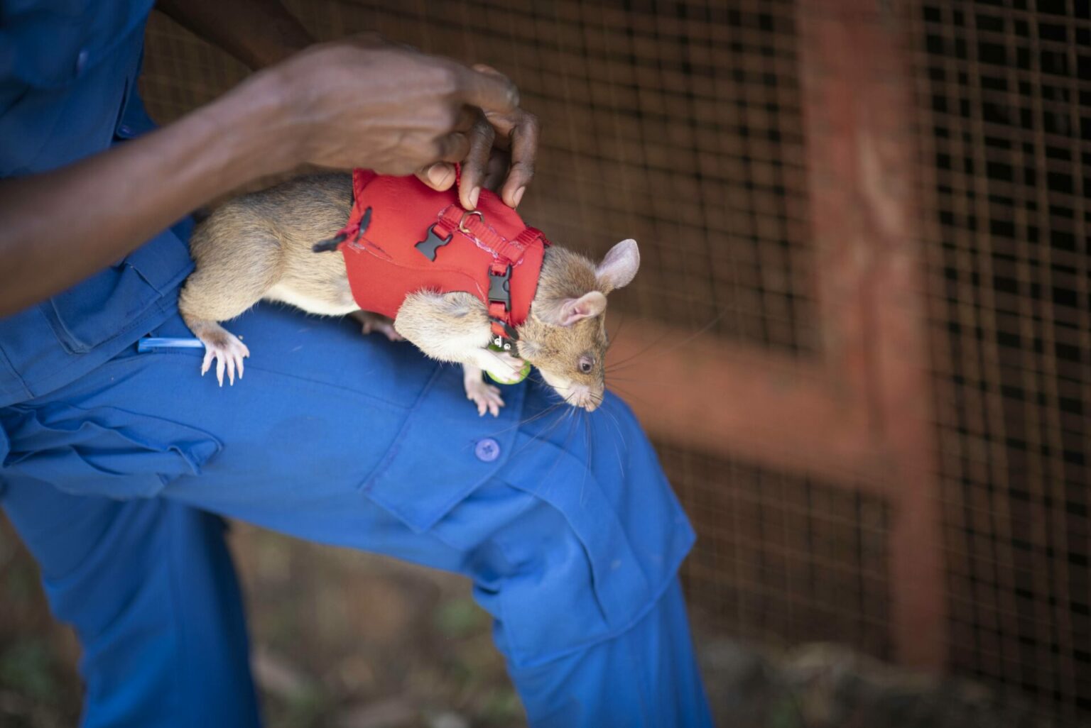 1000 Rats Working Tiny Detectives: 8 Trained Rats Battle Wildlife Trafficking