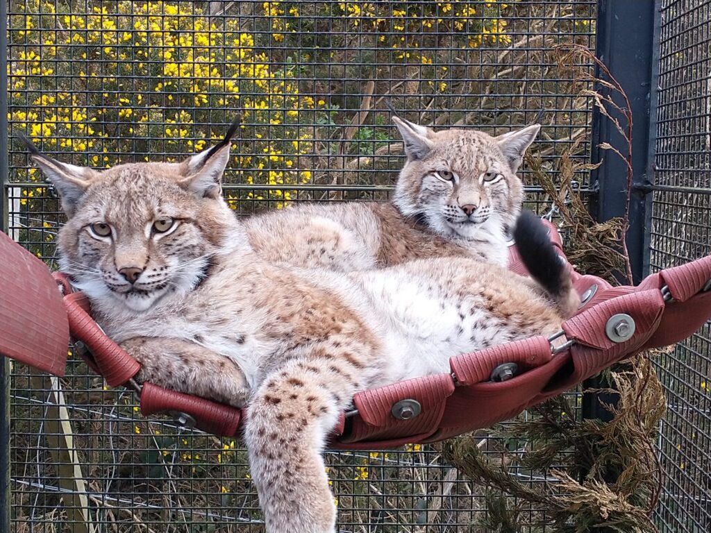 two lynx cubs in a zoo