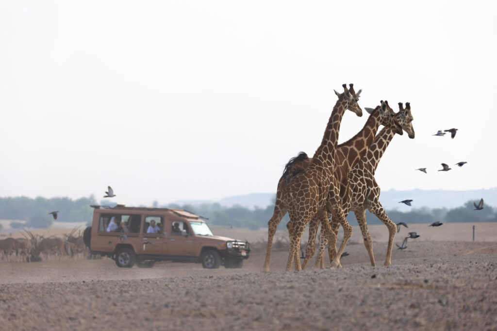 a group of giraffes walking on a dirt road