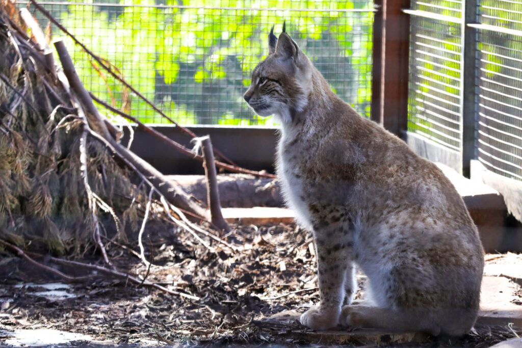 a lynx in the zoo