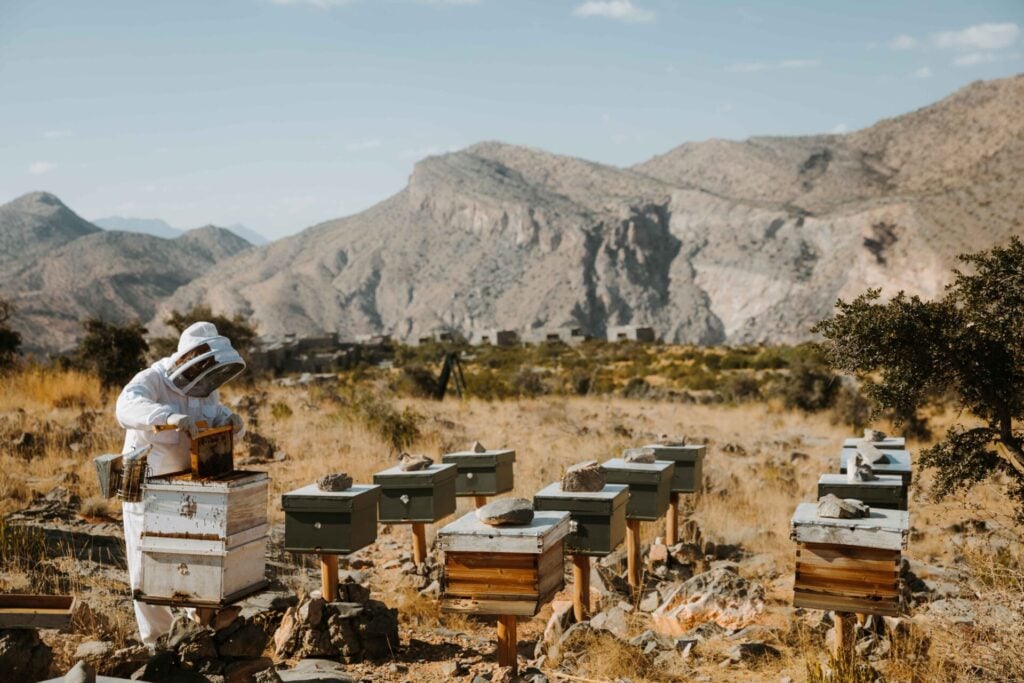 a beekeeper in a field with many boxes of beehives Alila Jabal Akhdar