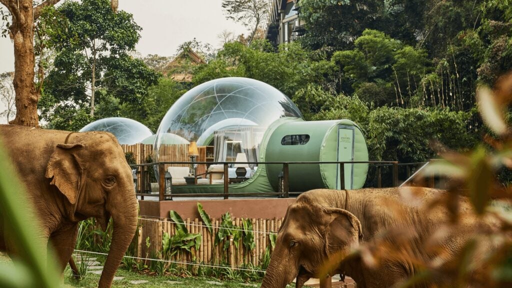 elephants in a zoo enclosure