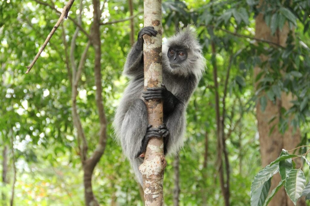 a monkey climbing a tree