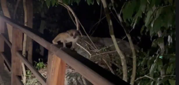 a small animal on a railing