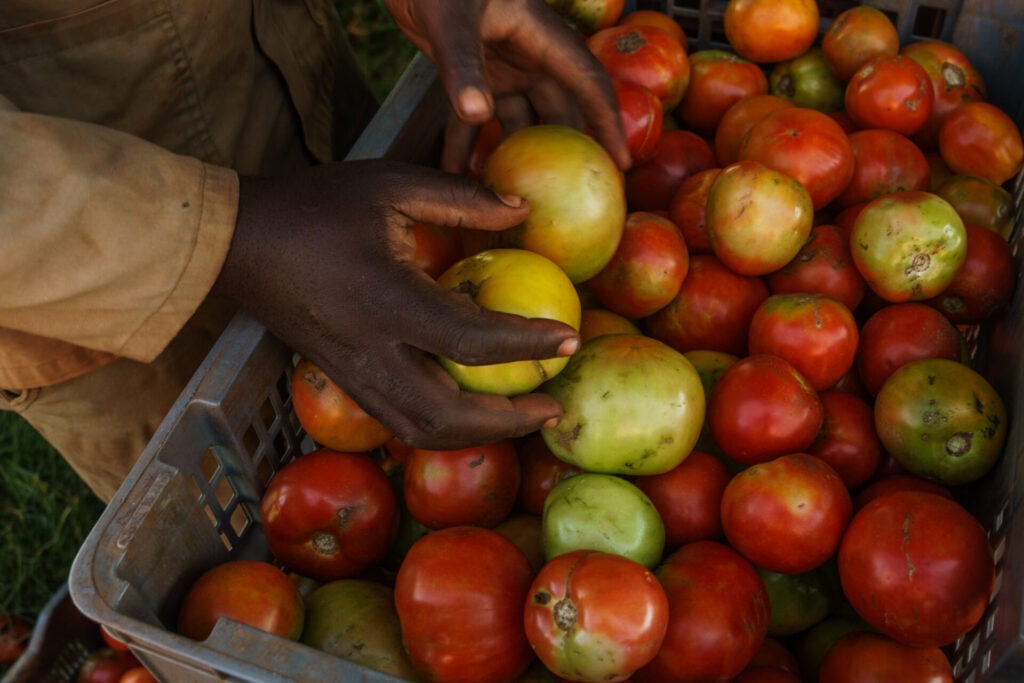 Food Planet Prize nominee handling tomatoes