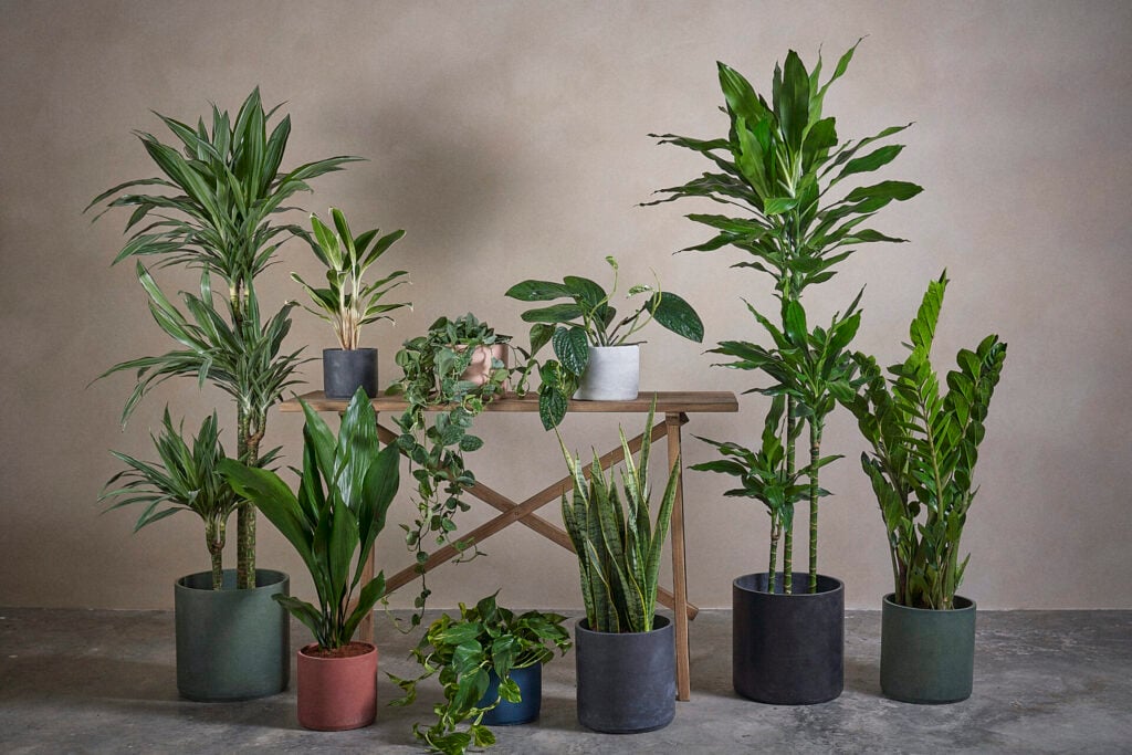 Plntd plants around a wooden bench with a pinkish background