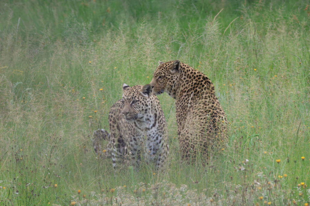 leopards in a field