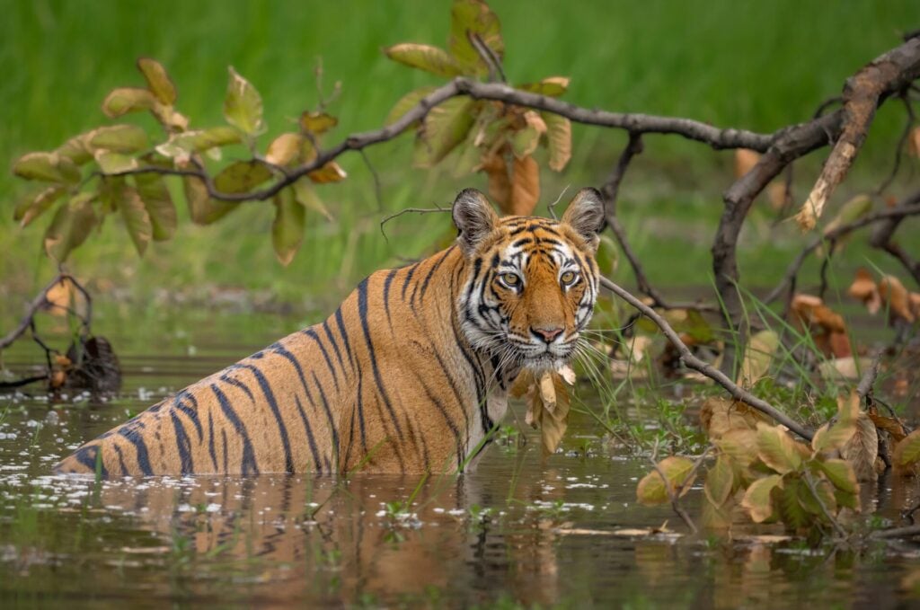 tiger in water