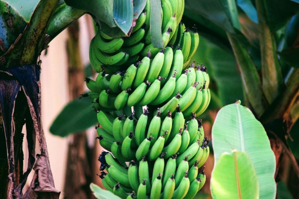bananas growing