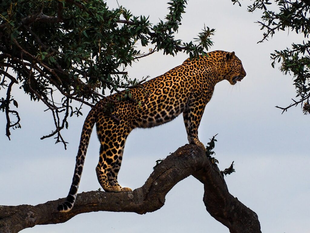 leopard on a tree