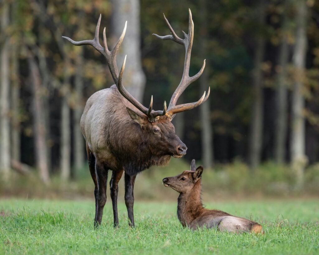 Mother and baby elk