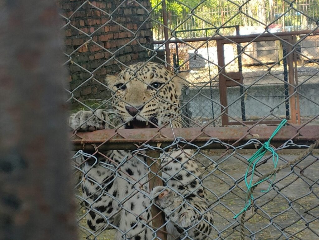 leopard in a cage